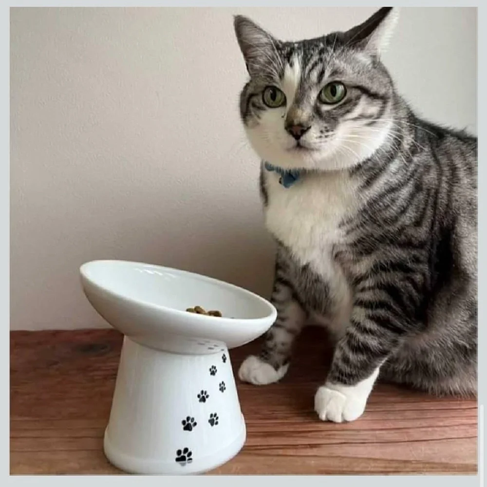 Necoichi Raised Ceramic Cat Bowl Extra Wide Tilted